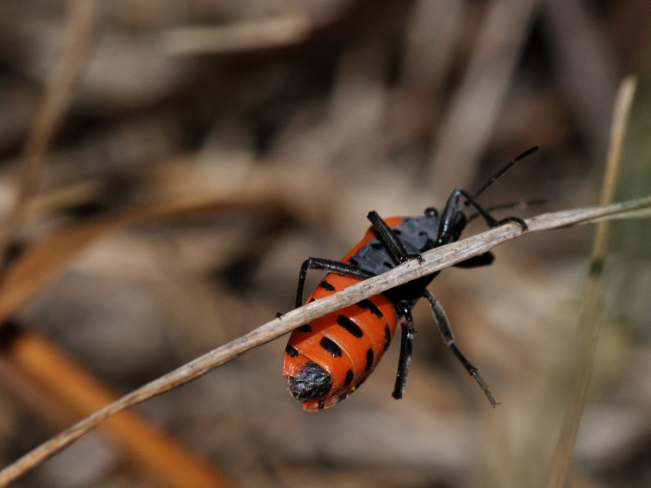 Lygaeus equestris